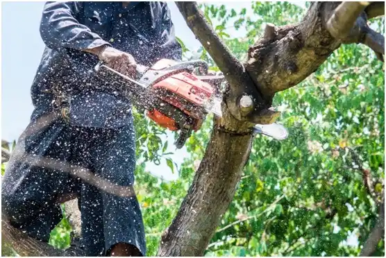 tree services Slippery Rock University